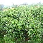 �Ͳ����ֻ���